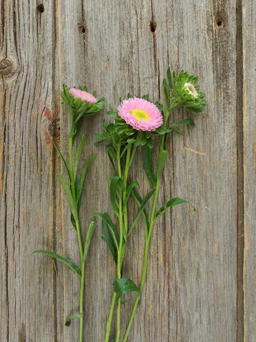 MATSUMOTO PINK ASTER